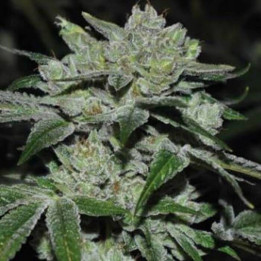 Sour Glue (Medical Seeds)
