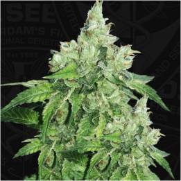 Citron Givré - Birthday Cake (TH Seeds)
