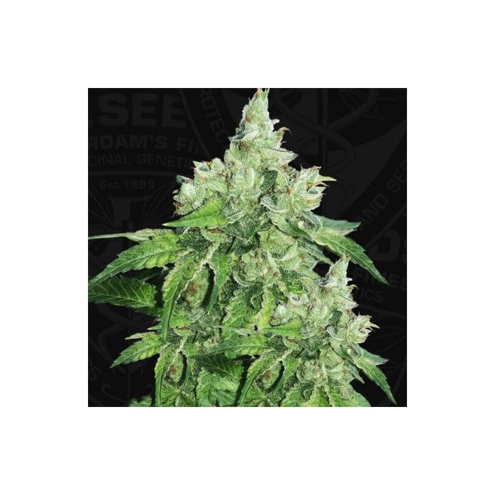 Citron Givré - Birthday Cake (TH Seeds)