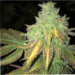 Shiloh Z (TH Seeds)
