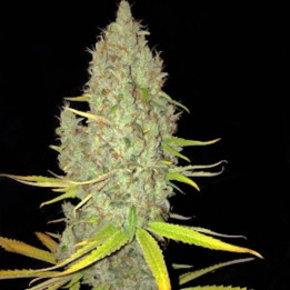 Afghaniberry (TH Seeds)