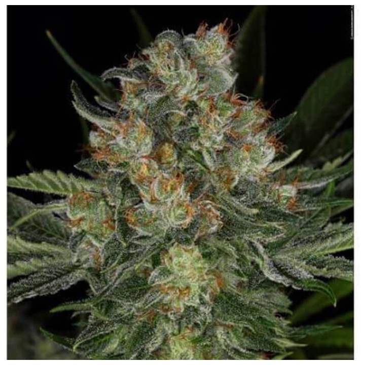 Serious Kush (Serious Seeds)