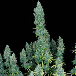 Serious Happiness (Serious Seeds)