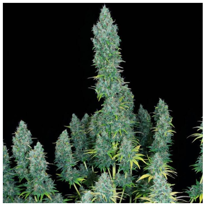 Serious Happiness (Serious Seeds)