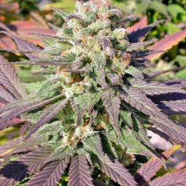 Warlock CBD (Serious Seeds)