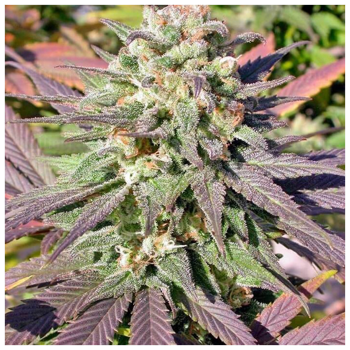 Warlock CBD (Serious Seeds)