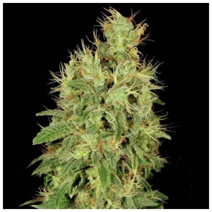 Chronic CBD (Serious Seeds)