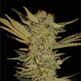 Bubble Gum (Serious Seeds)