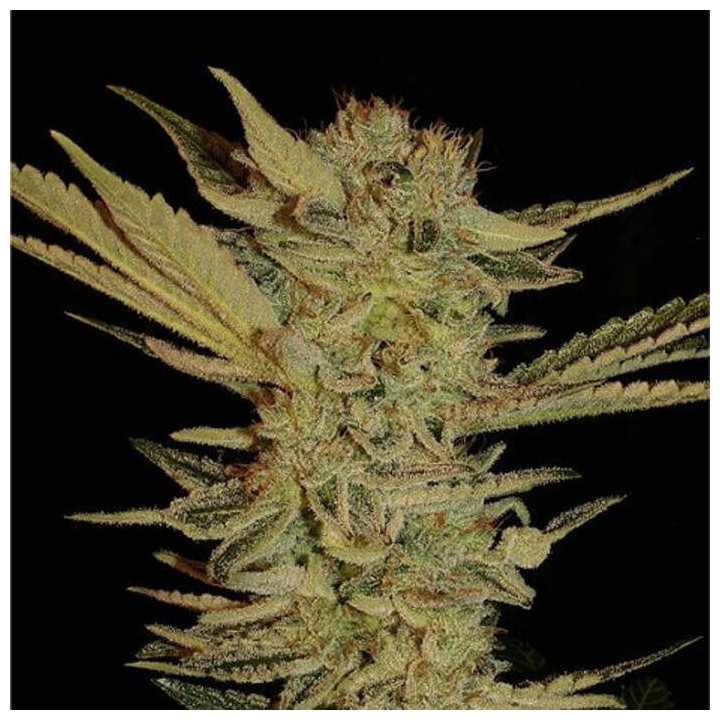 Bubble Gum (Serious Seeds)