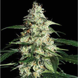 Skunk Auto (Strain Hunters)