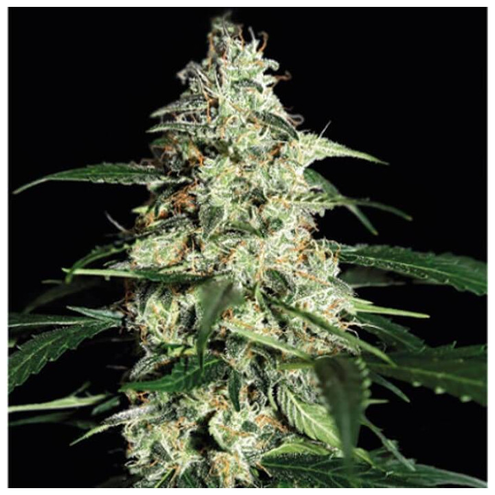 Skunk Auto (Strain Hunters)