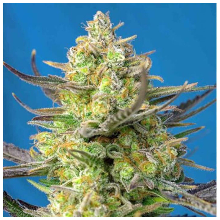 Sweet Cheese XL Auto (Sweet Seeds)