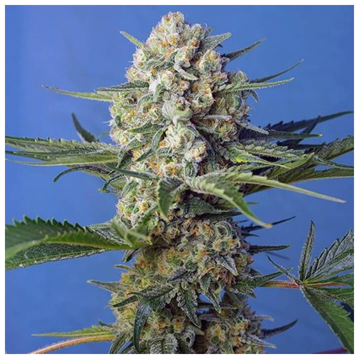 Crystal Candy F1 Fast Version (Sweet Seeds)