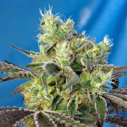 Do Sweet Dos (Sweet Seeds)