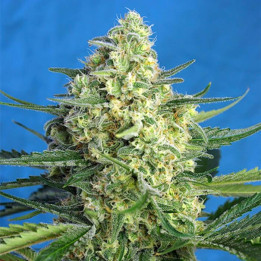 Jack 47 XL Auto (Sweet Seeds)