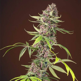 Red Mandarine F1 Fast Versión (Sweet Seeds)