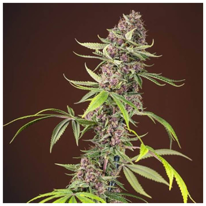 Red Mandarine F1 Fast Versión (Sweet Seeds)