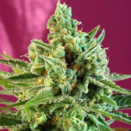 Sweet Afghani Delicious CBD (Sweet Seeds)