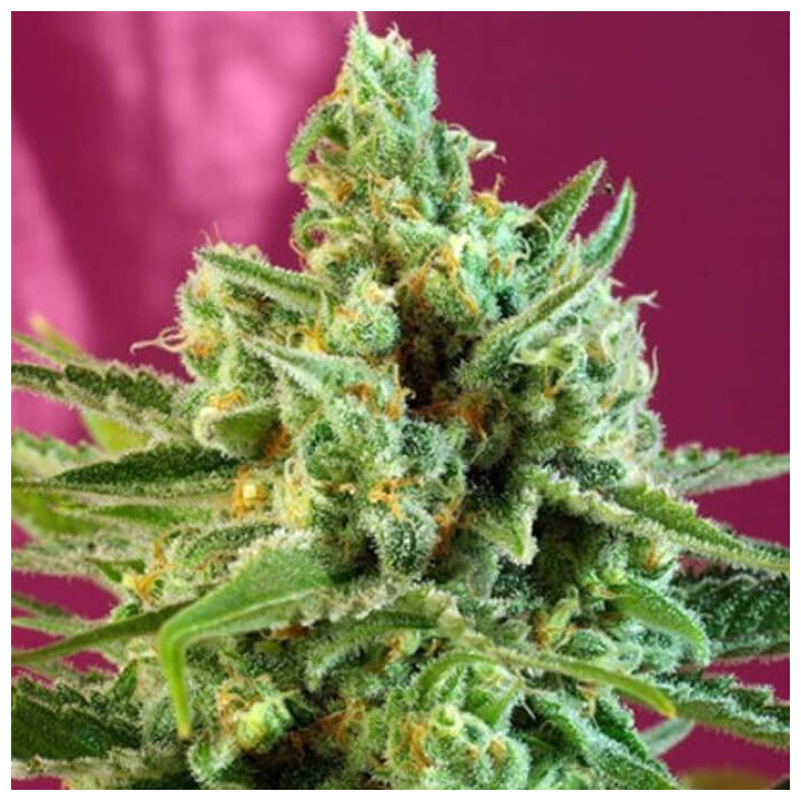 Sweet Afghani Delicious CBD (Sweet Seeds)