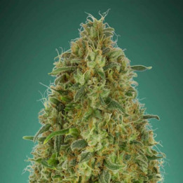 Gorilla Blue (Advanced Seeds)