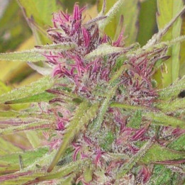 Purple Honduras Haze Standard (Ace Seeds)