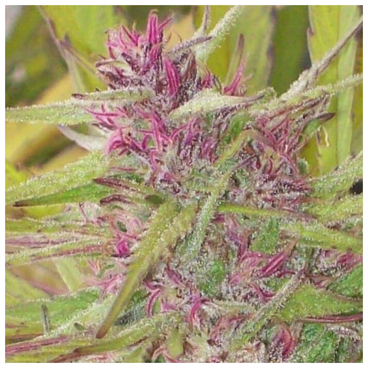 Purple Honduras Haze Standard (Ace Seeds)