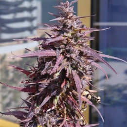 Thai Chi Feminizada (Ace Seeds)
