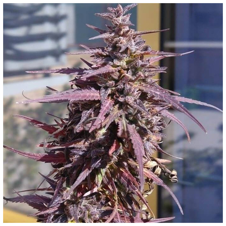 Thai Chi Feminizada (Ace Seeds)