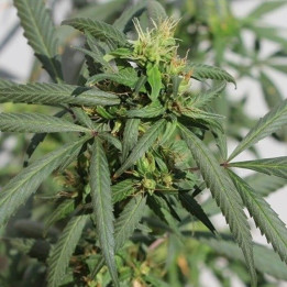 Hokkaido Japón Cañamo Regular (Ace Seeds)