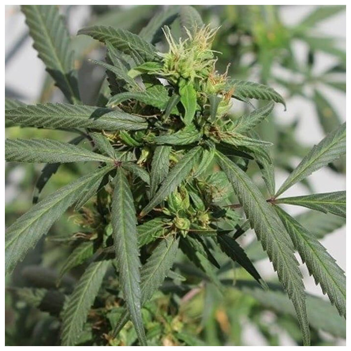 Hokkaido Japón Cañamo Regular (Ace Seeds)