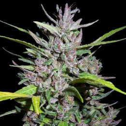 Honduras x Panama Feminizada (Ace Seeds)