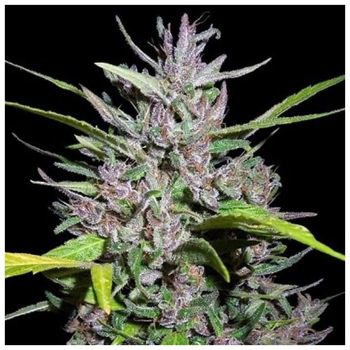 Honduras x Panama Feminizada (Ace Seeds)