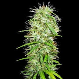 Mauricio x Etíope Regular (Ace Seeds)