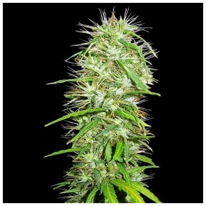 Mauricio x Etíope Regular (Ace Seeds)