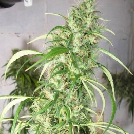 Etíope x Malawi Feminizada (Ace Seeds)