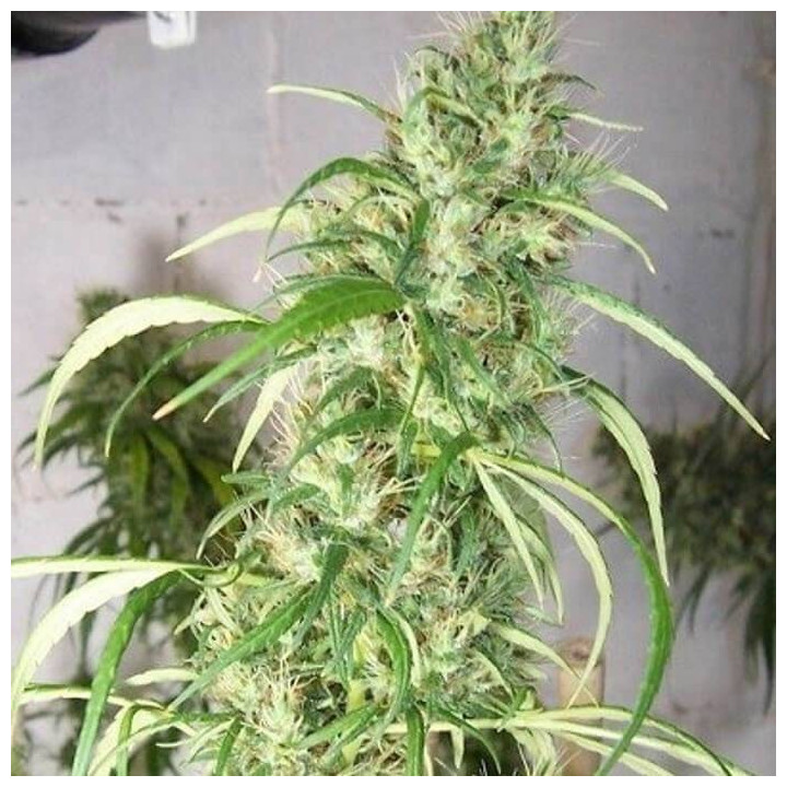 Etíope x Malawi Feminizada (Ace Seeds)