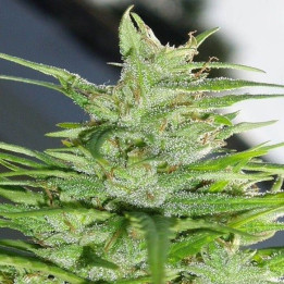 Guawi Feminizada (Ace Seeds)