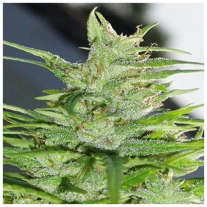 Guawi Feminizada (Ace Seeds)