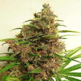 Malawi x PCK Standard Feminizada (Ace Seeds)