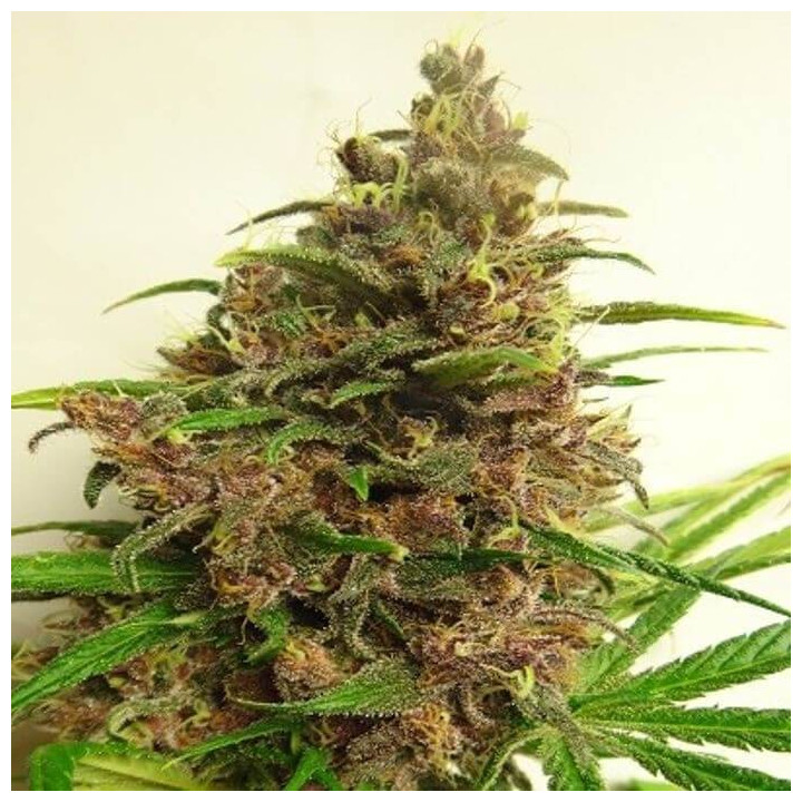 Malawi x PCK Standard Feminizada (Ace Seeds)