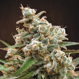 Nepal Jam Regular (Ace Seeds)