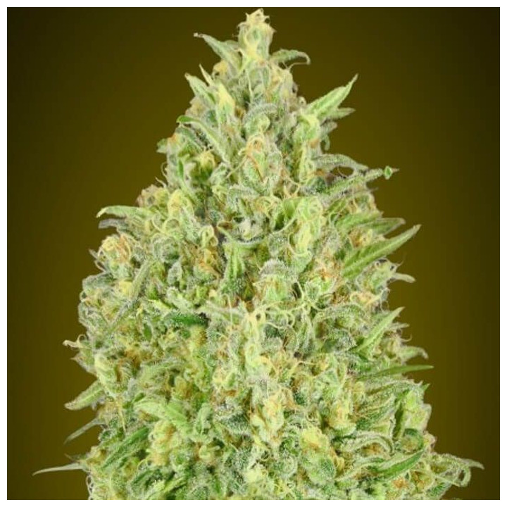 Auto Pineapple Glue (Advanced Seeds)