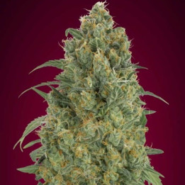 Auto Strawberry Gum (Advanced Seeds)