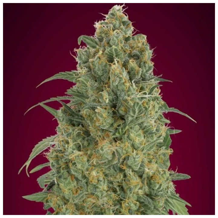 Auto Strawberry Gum (Advanced Seeds)
