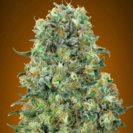 Critical Mass - Critical Max