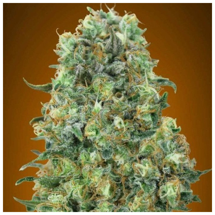 Critical Mass - Critical Max