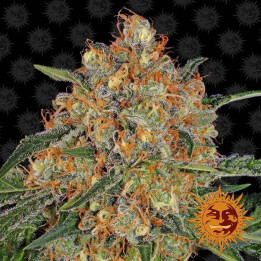 Orange Sherbert (Barney´s Farm)