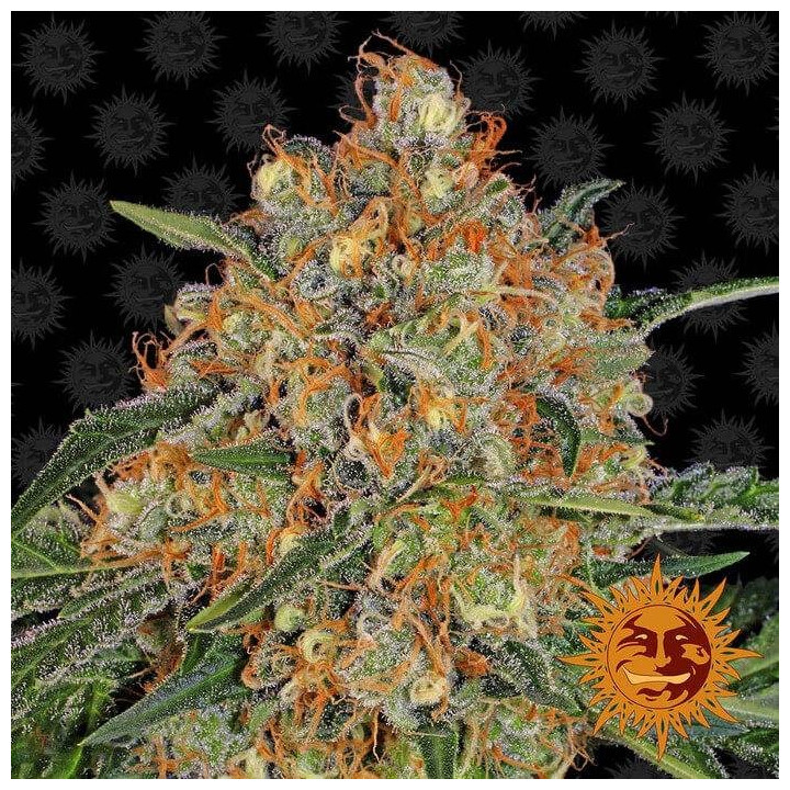 Orange Sherbert (Barney´s Farm)