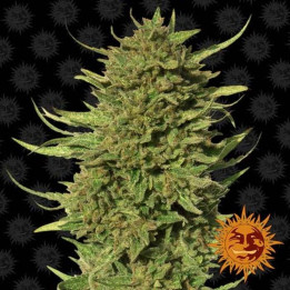 Critical Kush Regular (Barney's Farm)