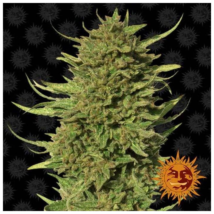 Critical Kush Regular (Barney's Farm)
